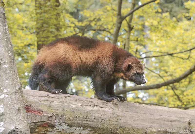 10 Pokémon That Should Exist But Don't
