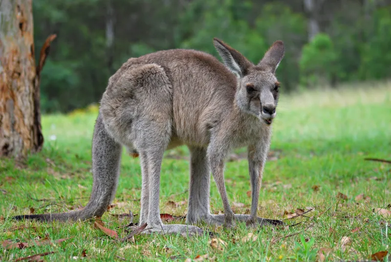 10 Pokémon That Should Exist But Don't