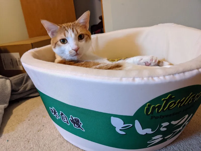 Weekend Warrior: Pet Edition – Say Hello To Our Furry Family
