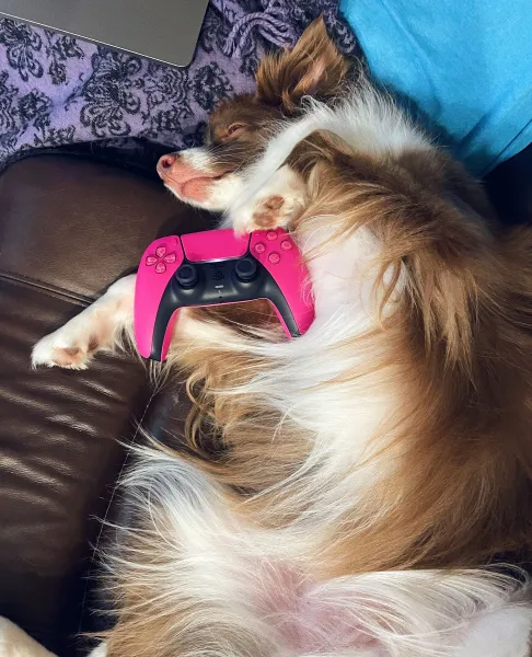 Weekend Warrior: Pet Edition – Say Hello To Our Furry Family