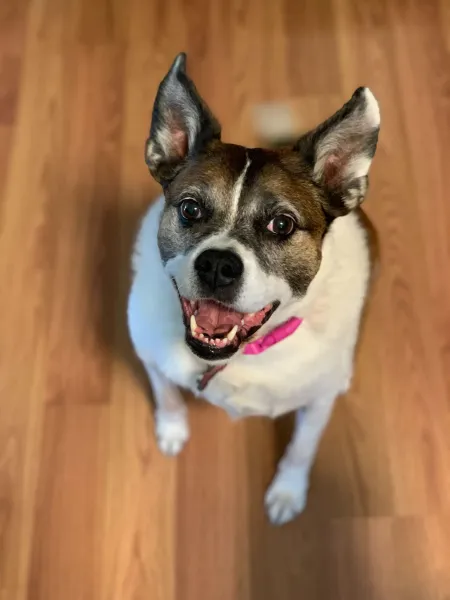 Weekend Warrior: Pet Edition – Say Hello To Our Furry Family