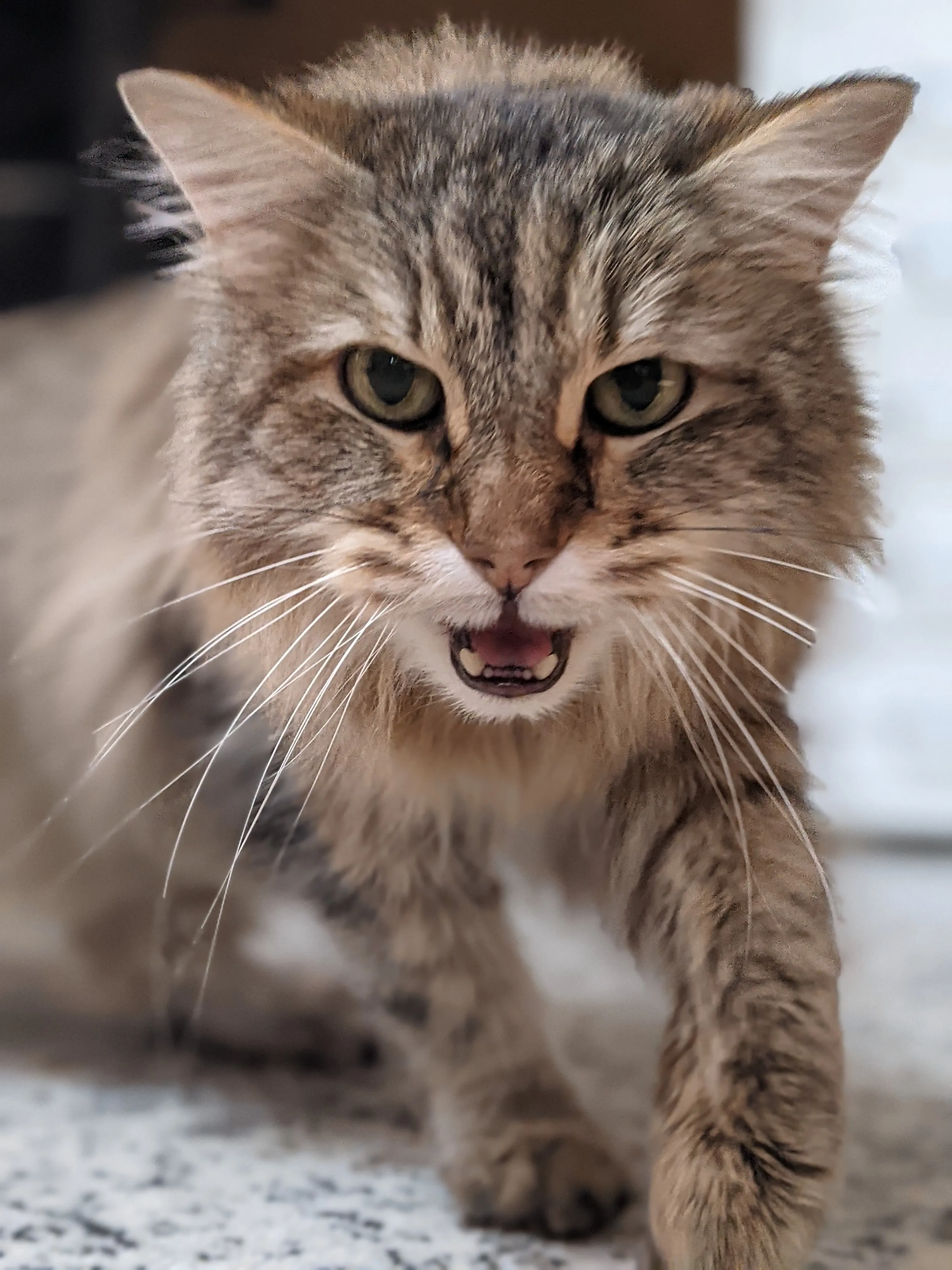 Weekend Warrior: Pet Edition – Say Hello To Our Furry Family