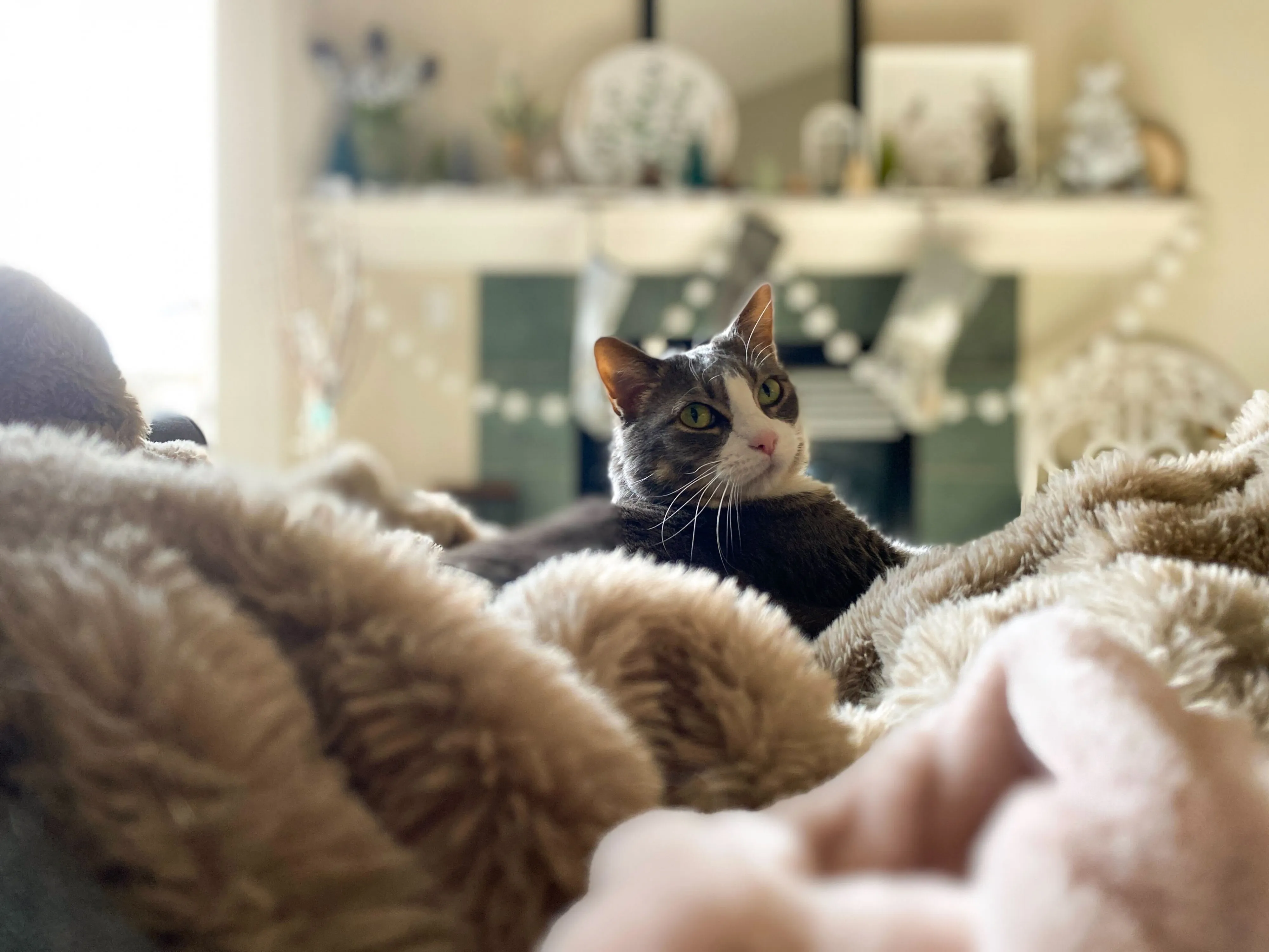 Weekend Warrior: Pet Edition – Say Hello To Our Furry Family