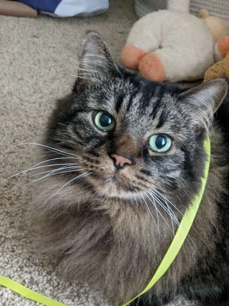 Weekend Warrior: Pet Edition – Say Hello To Our Furry Family