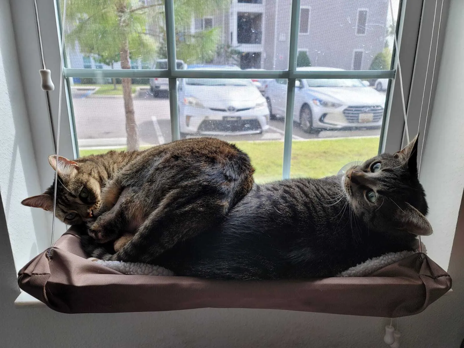 Weekend Warrior: Pet Edition – Say Hello To Our Furry Family