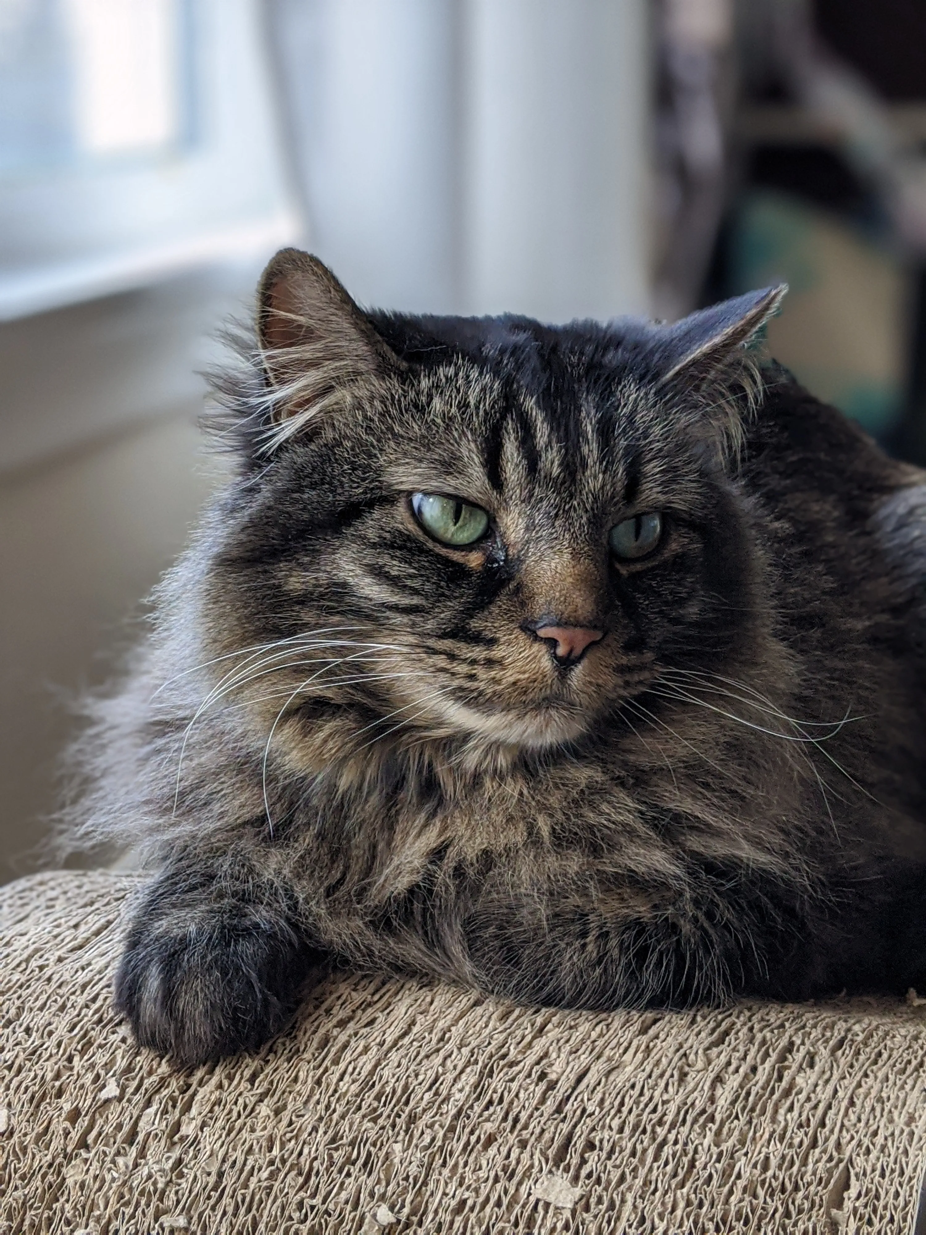 Weekend Warrior: Pet Edition – Say Hello To Our Furry Family