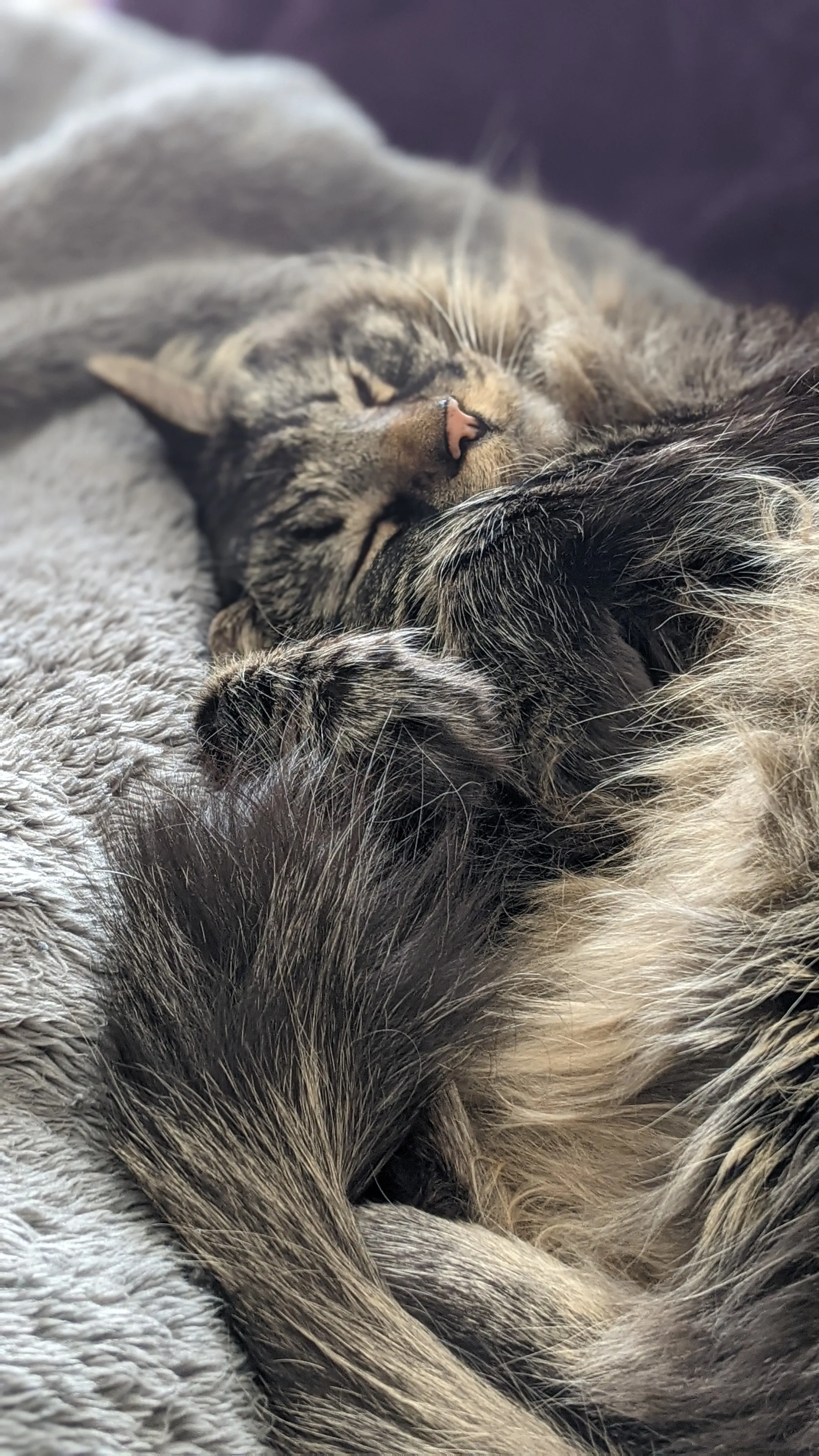 Weekend Warrior: Pet Edition – Say Hello To Our Furry Family
