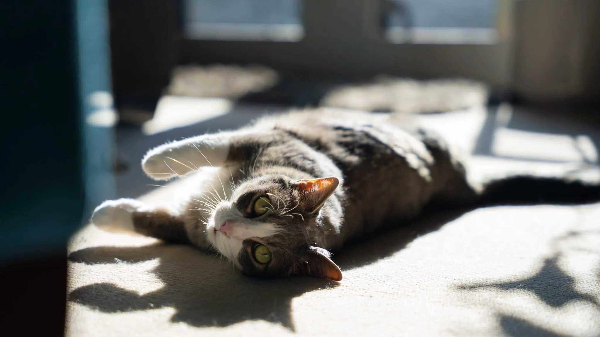Weekend Warrior: Pet Edition – Say Hello To Our Furry Family