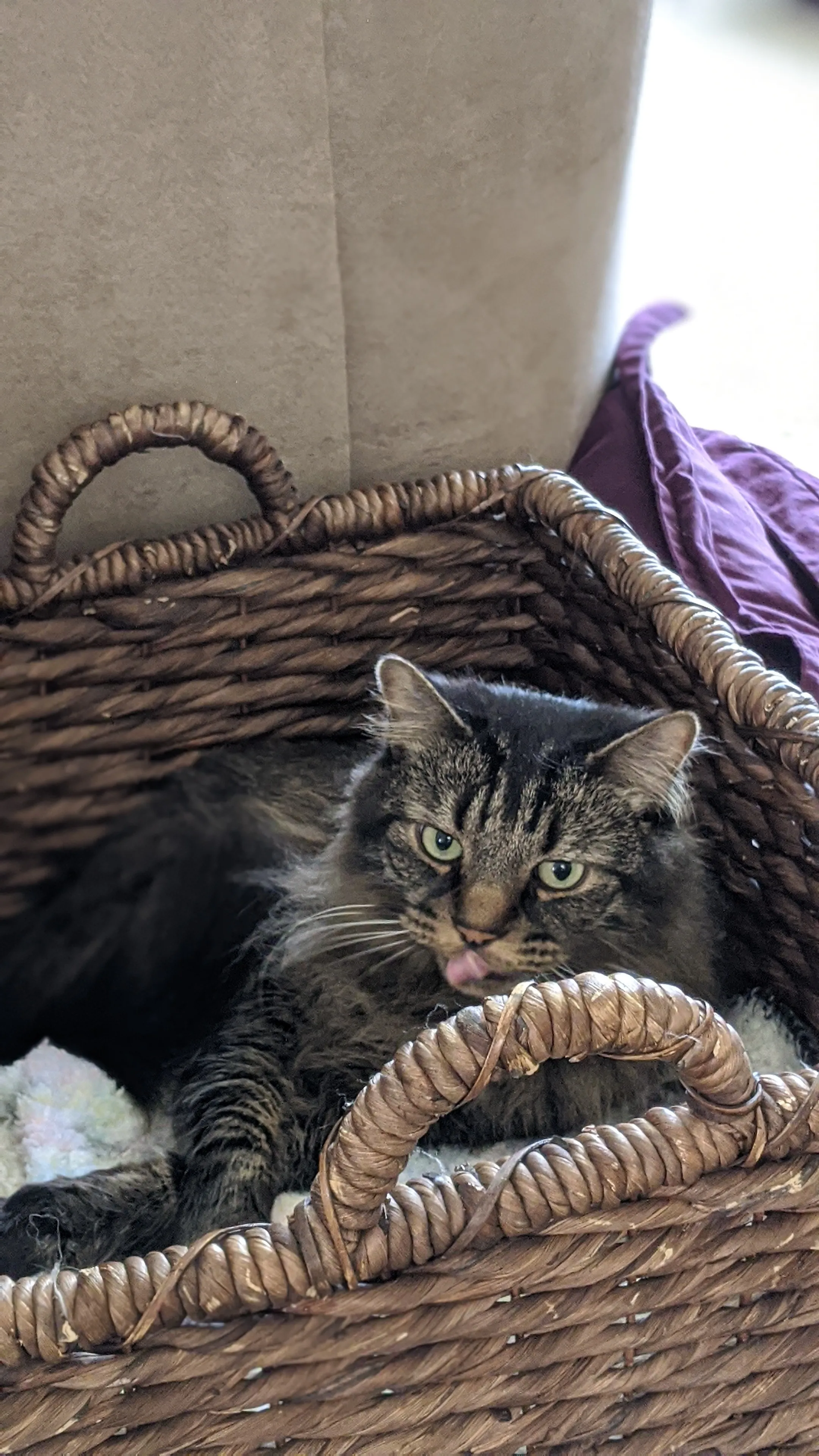 Weekend Warrior: Pet Edition – Say Hello To Our Furry Family