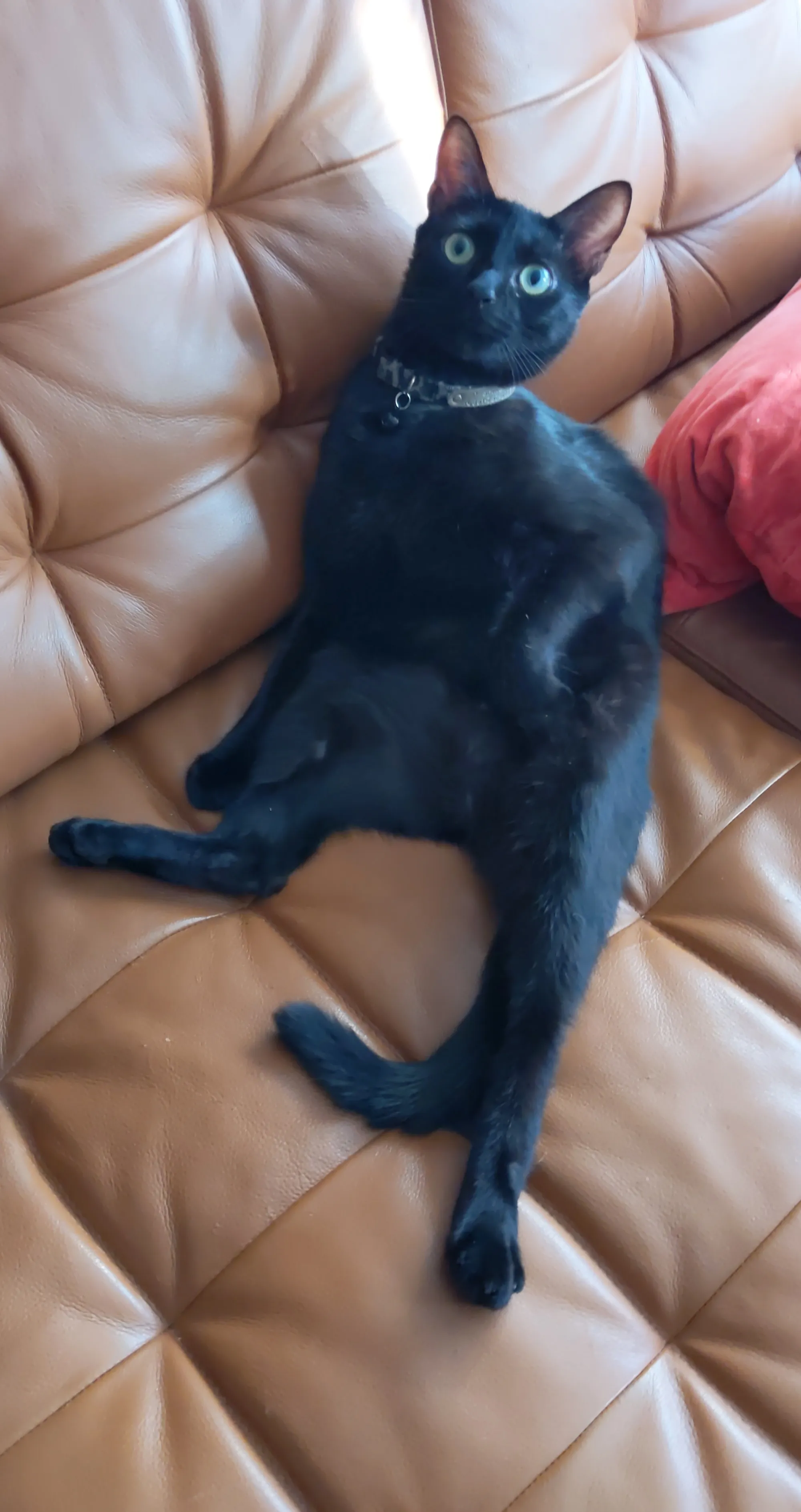Weekend Warrior: Pet Edition – Say Hello To Our Furry Family