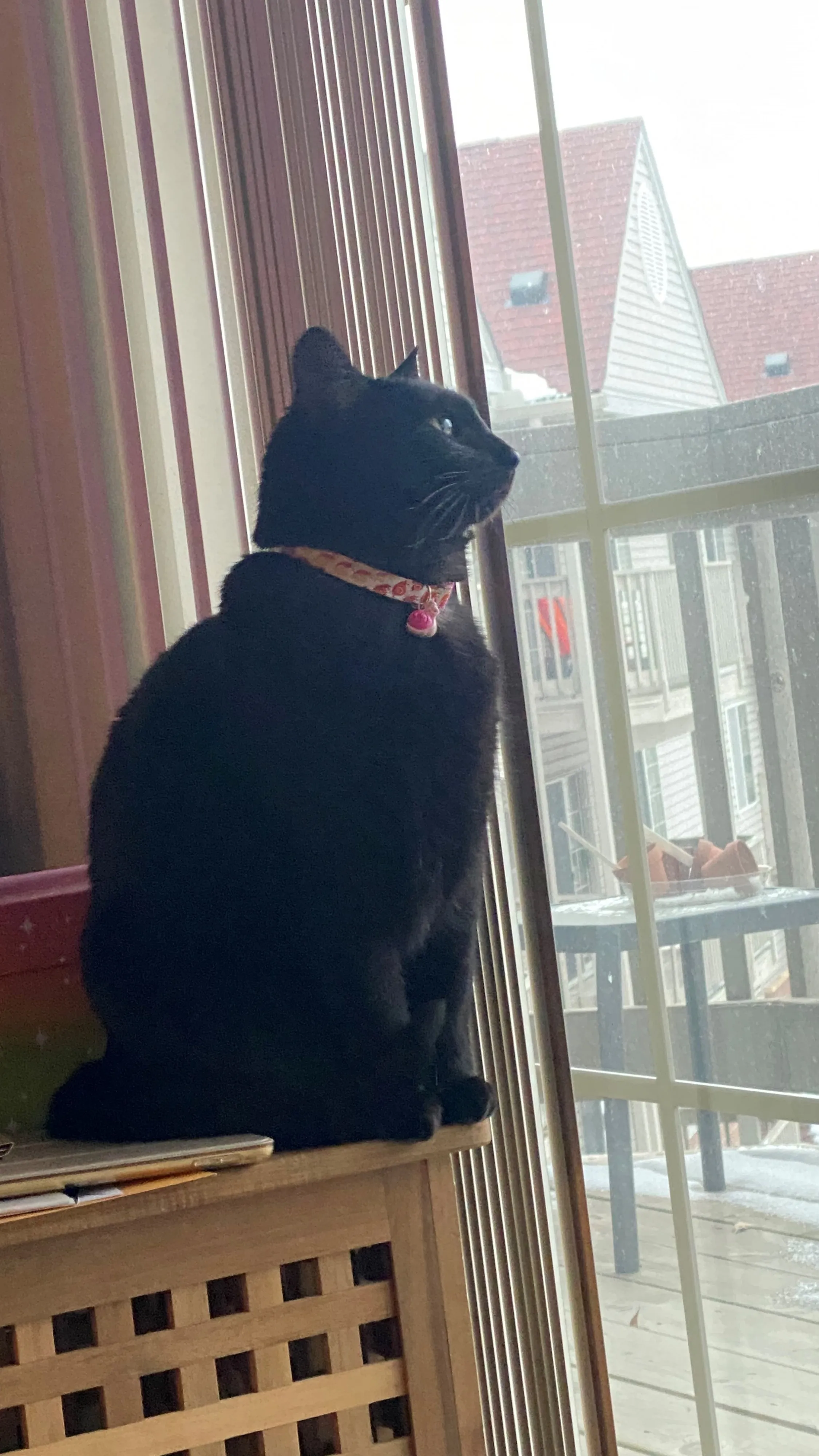 Weekend Warrior: Pet Edition – Say Hello To Our Furry Family