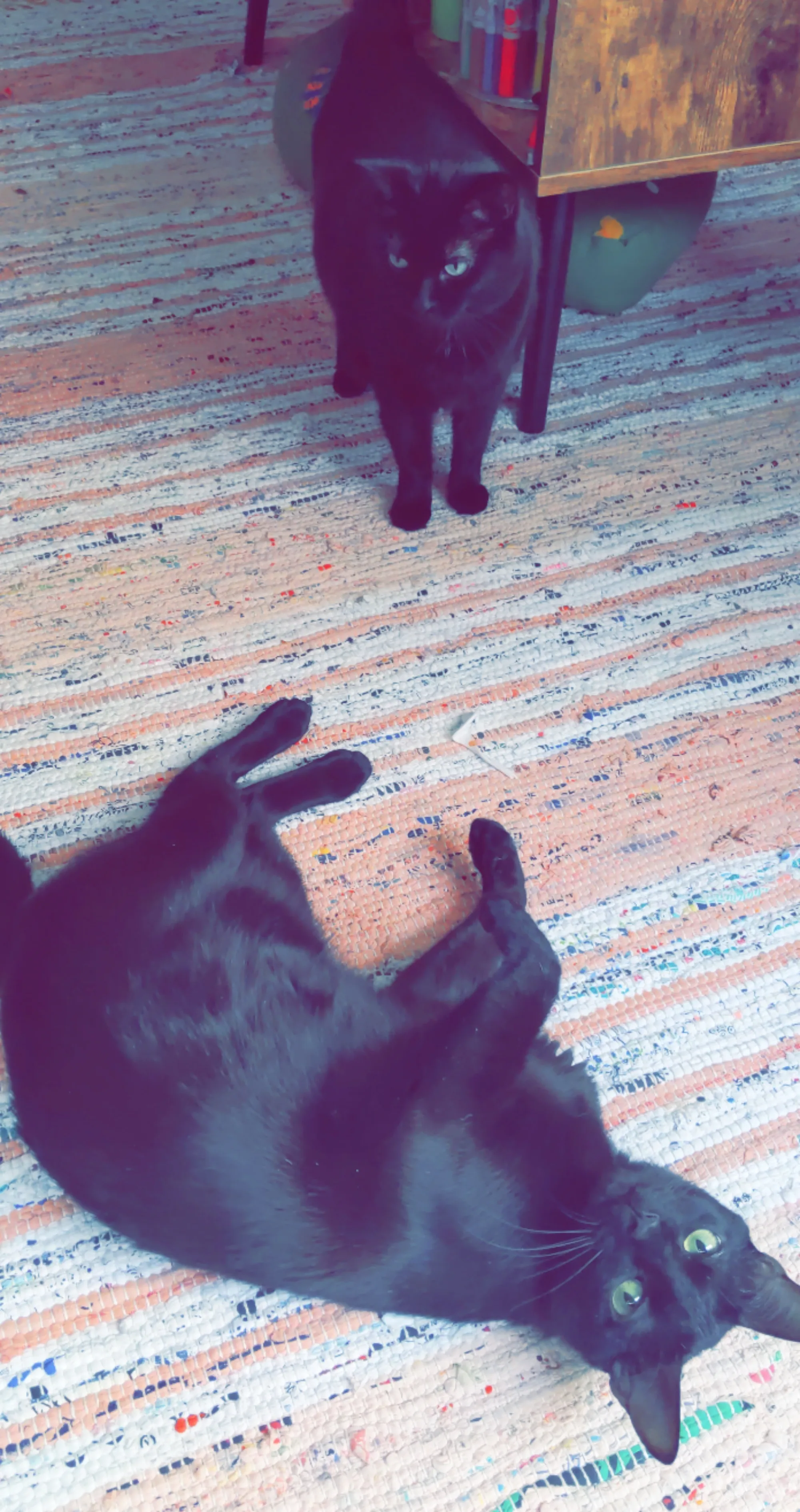 Weekend Warrior: Pet Edition – Say Hello To Our Furry Family