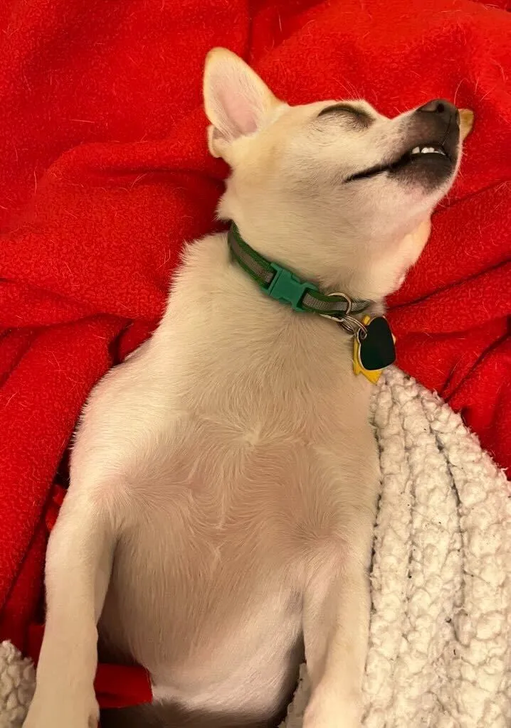 Weekend Warrior: Pet Edition – Say Hello To Our Furry Family