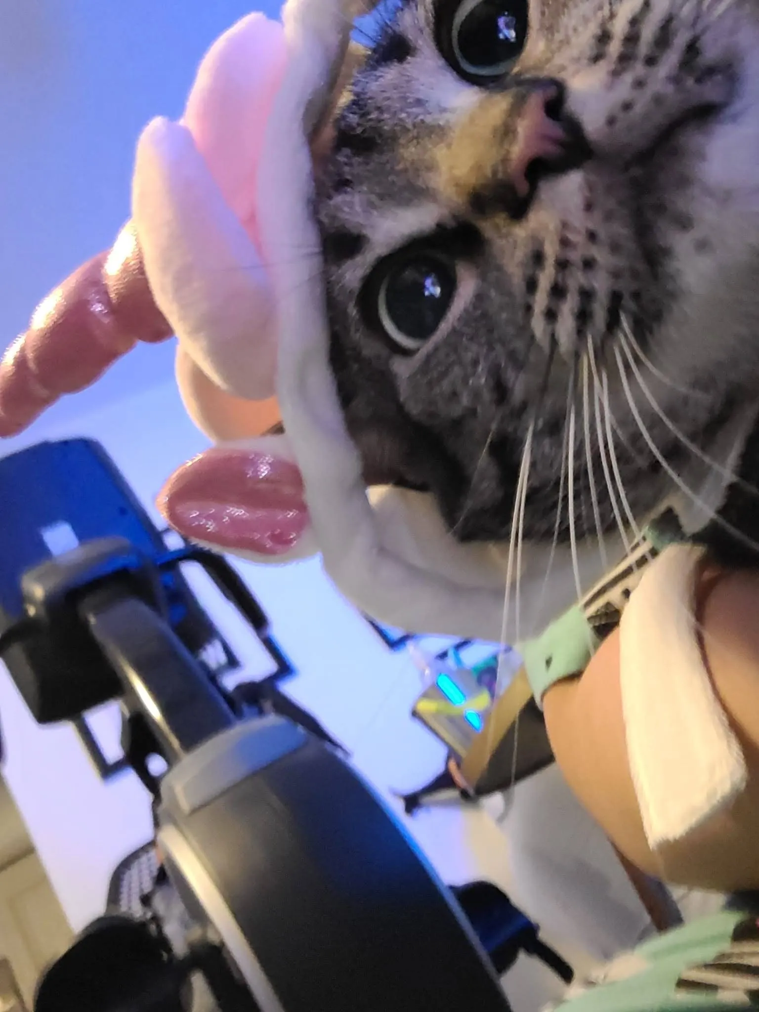 Weekend Warrior: Pet Edition – Say Hello To Our Furry Family