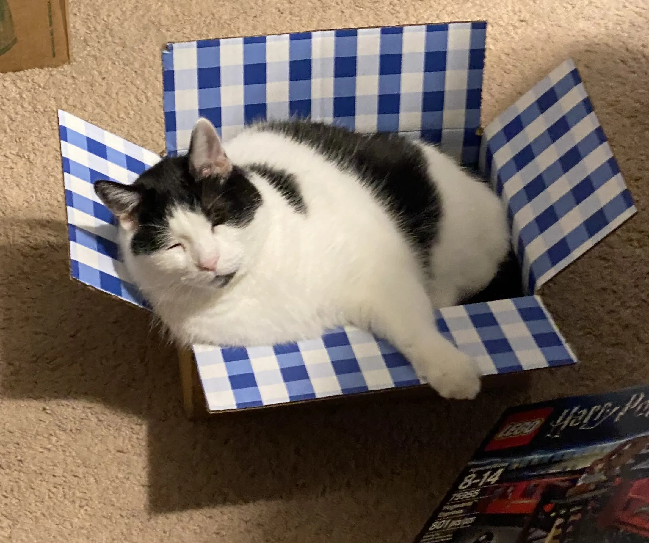 Weekend Warrior: Pet Edition – Say Hello To Our Furry Family