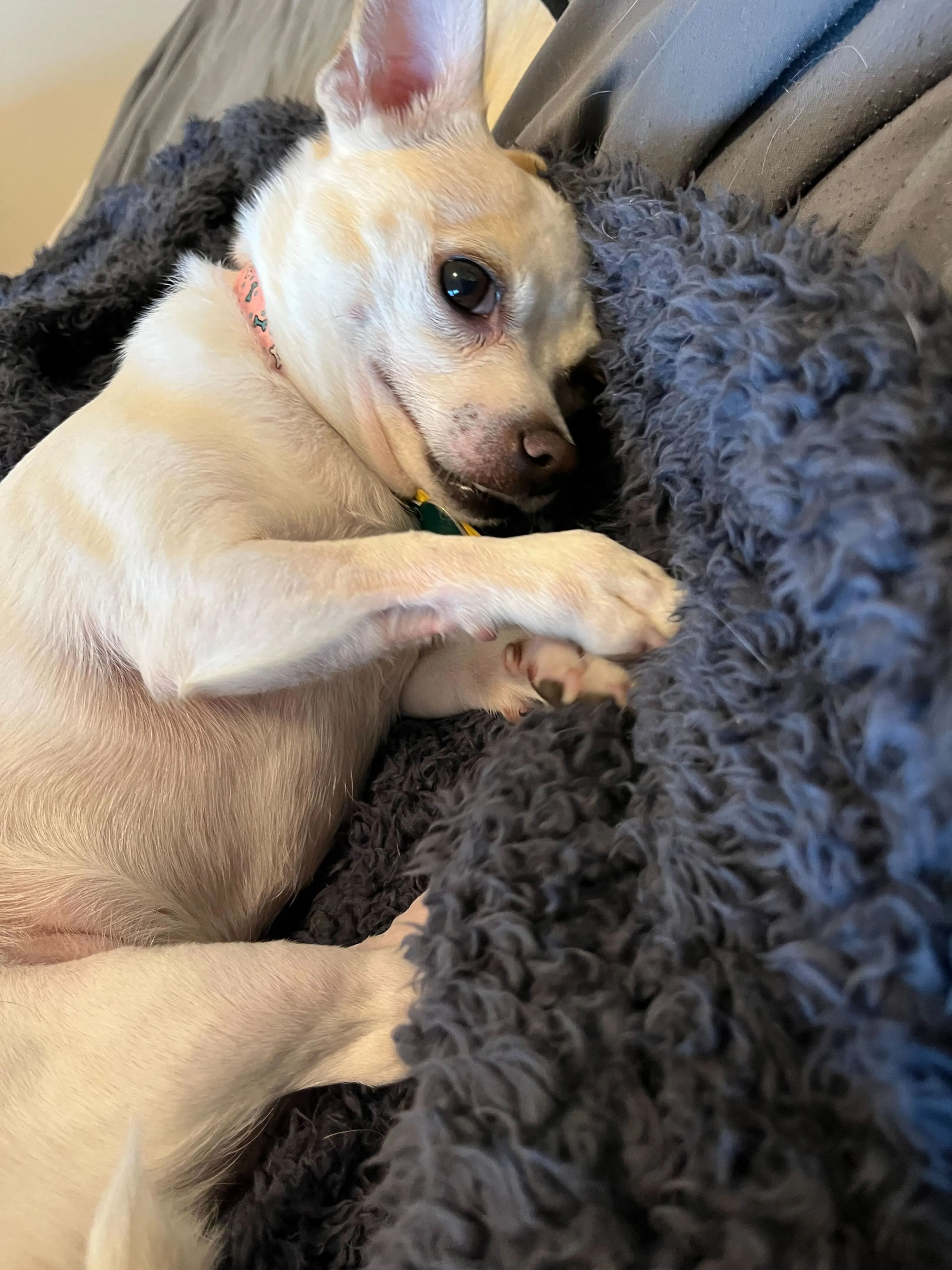 Weekend Warrior: Pet Edition – Say Hello To Our Furry Family