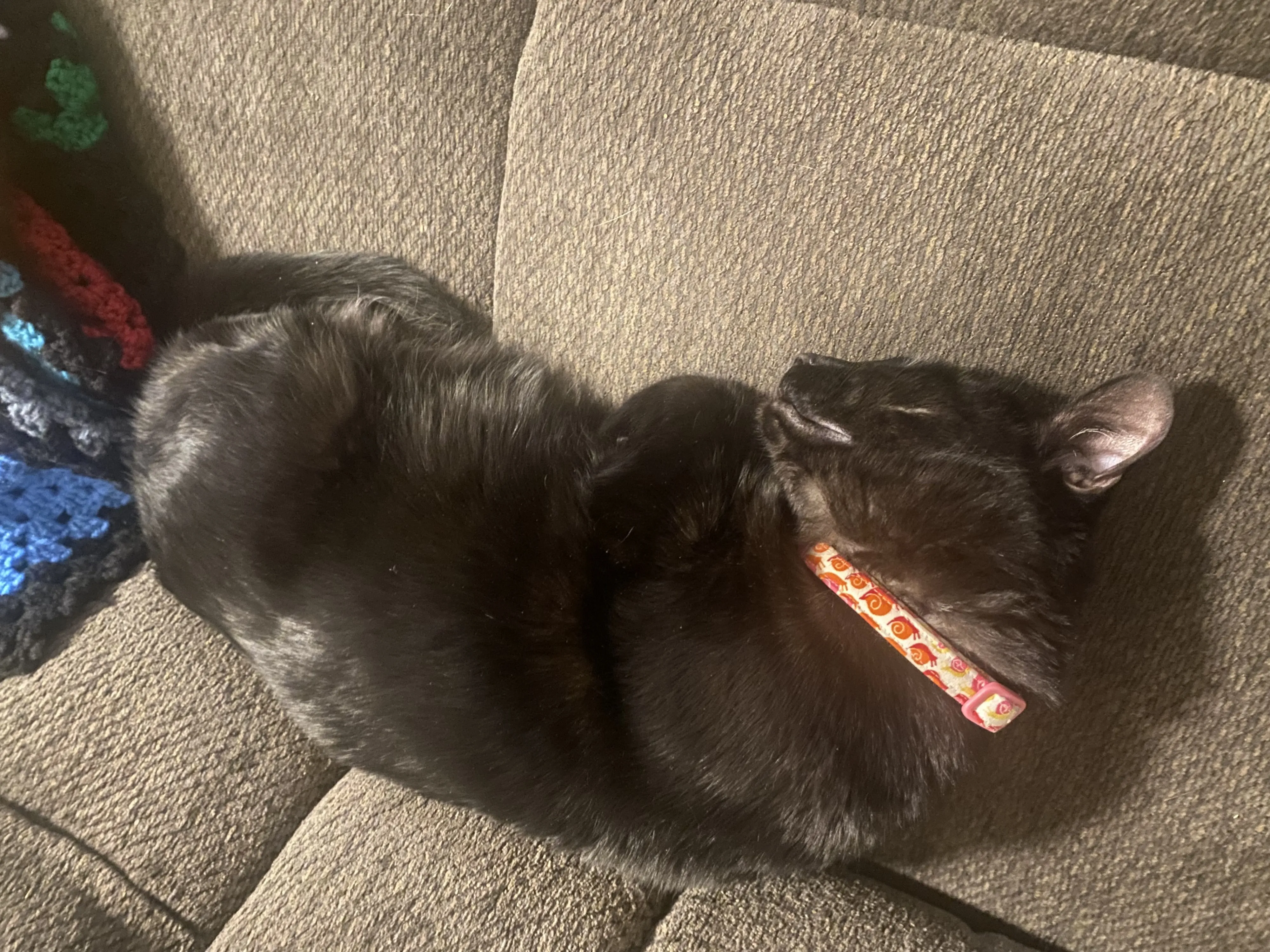 Weekend Warrior: Pet Edition – Say Hello To Our Furry Family