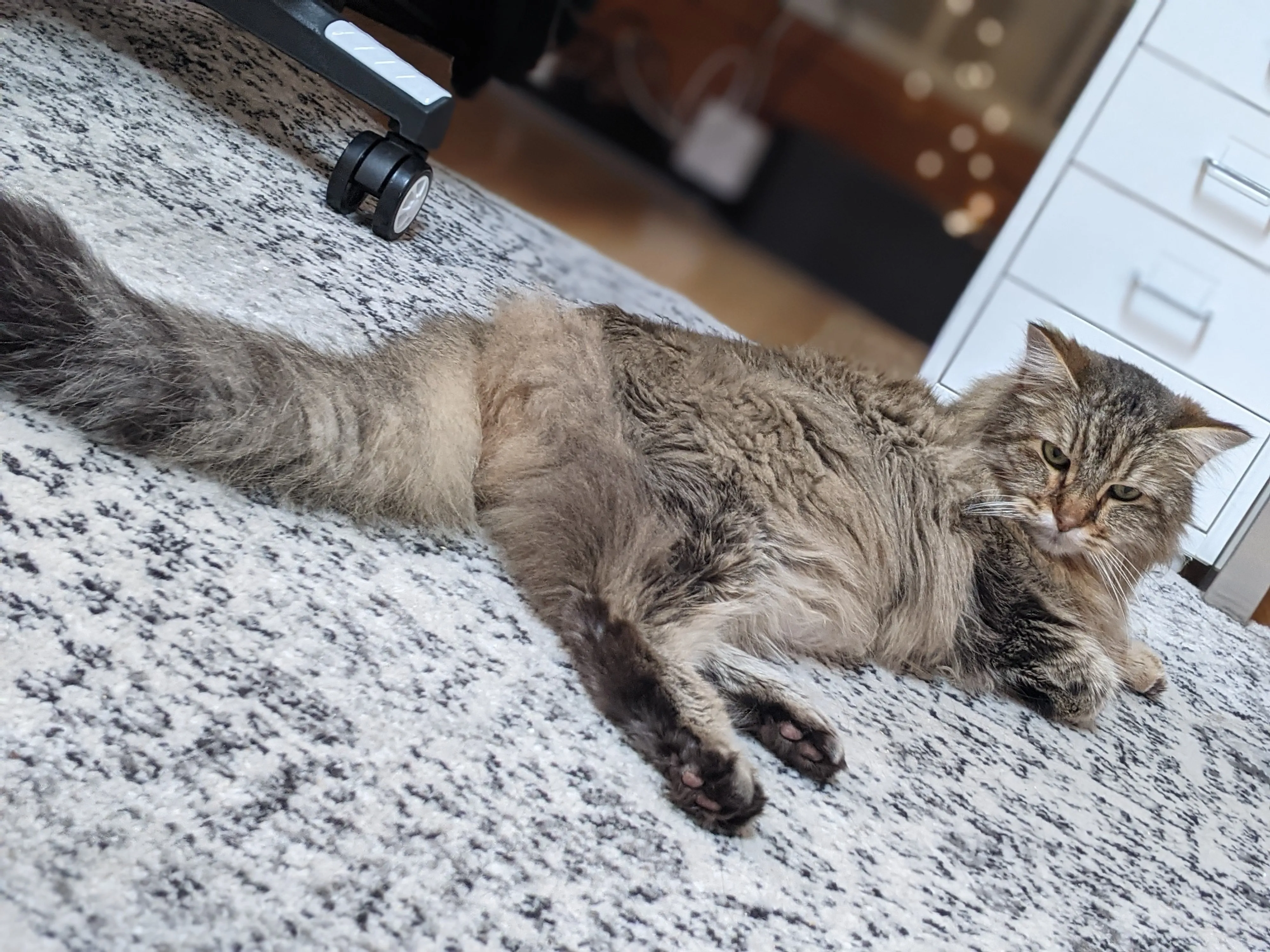 Weekend Warrior: Pet Edition – Say Hello To Our Furry Family