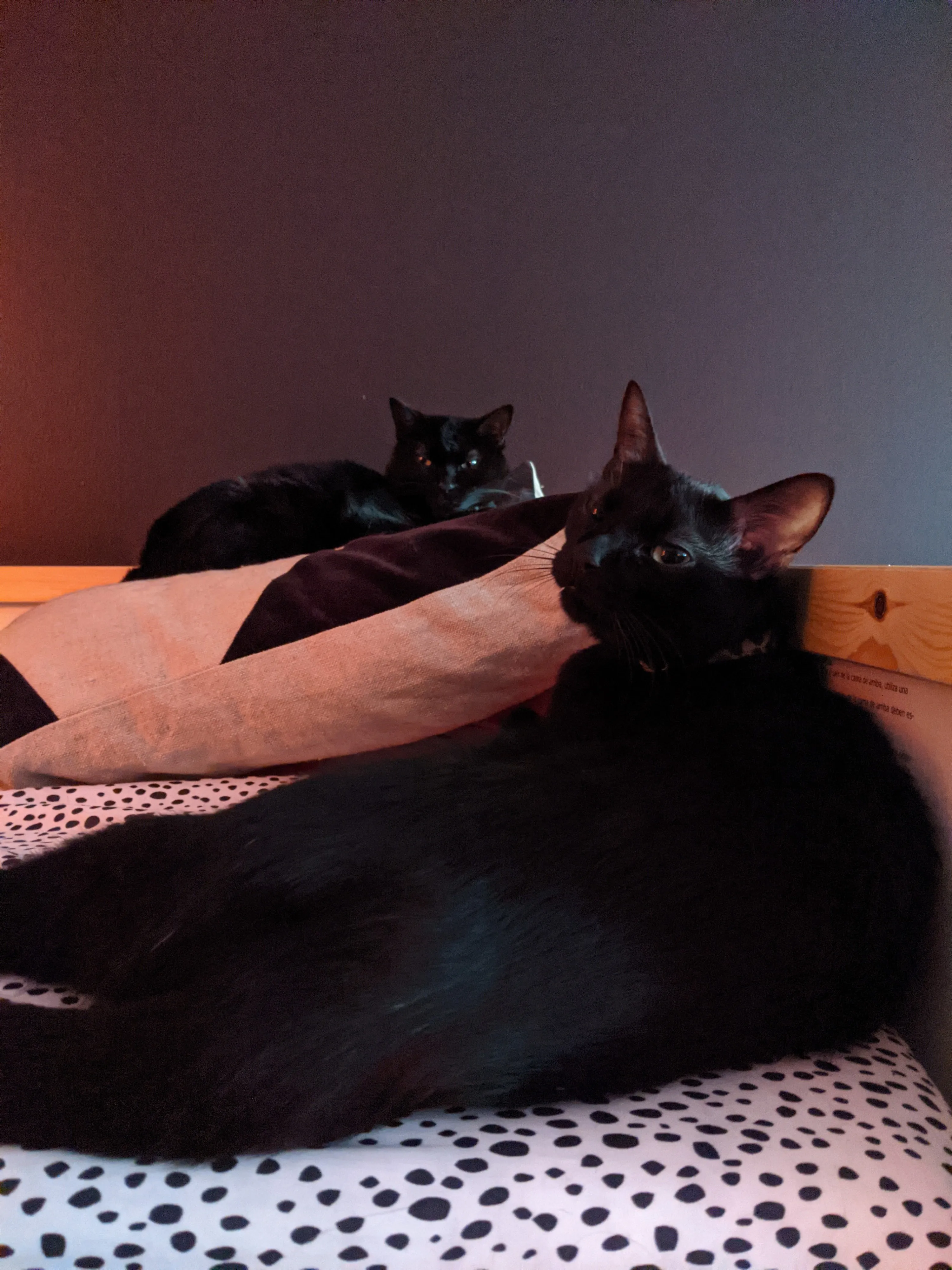 Weekend Warrior: Pet Edition – Say Hello To Our Furry Family