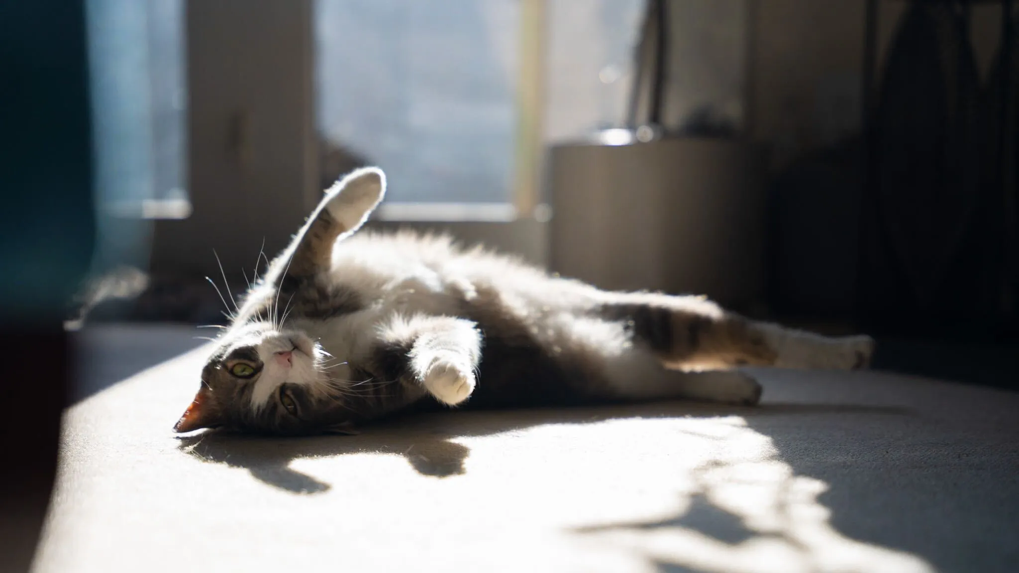 Weekend Warrior: Pet Edition – Say Hello To Our Furry Family