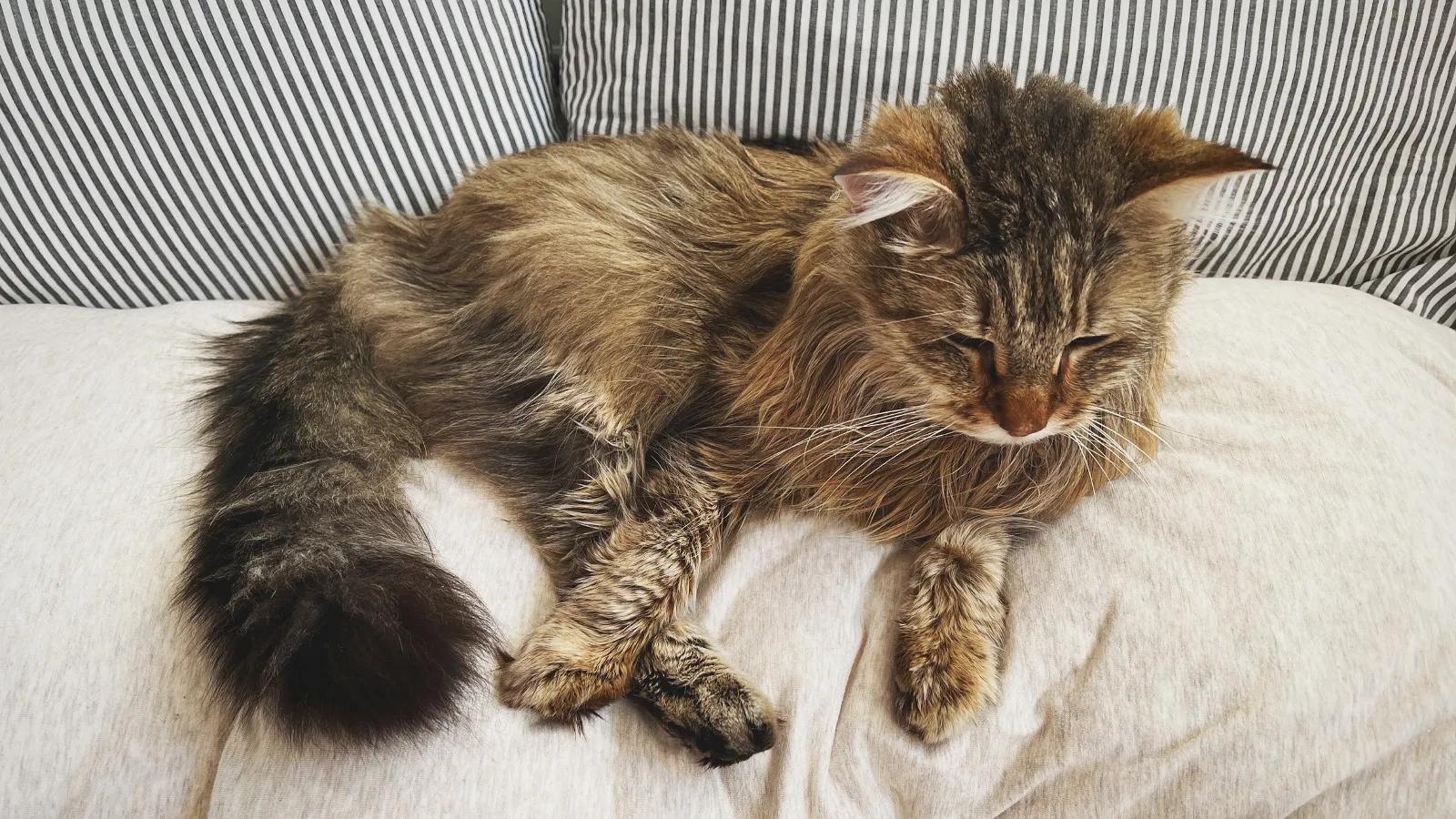 Weekend Warrior: Pet Edition – Say Hello To Our Furry Family
