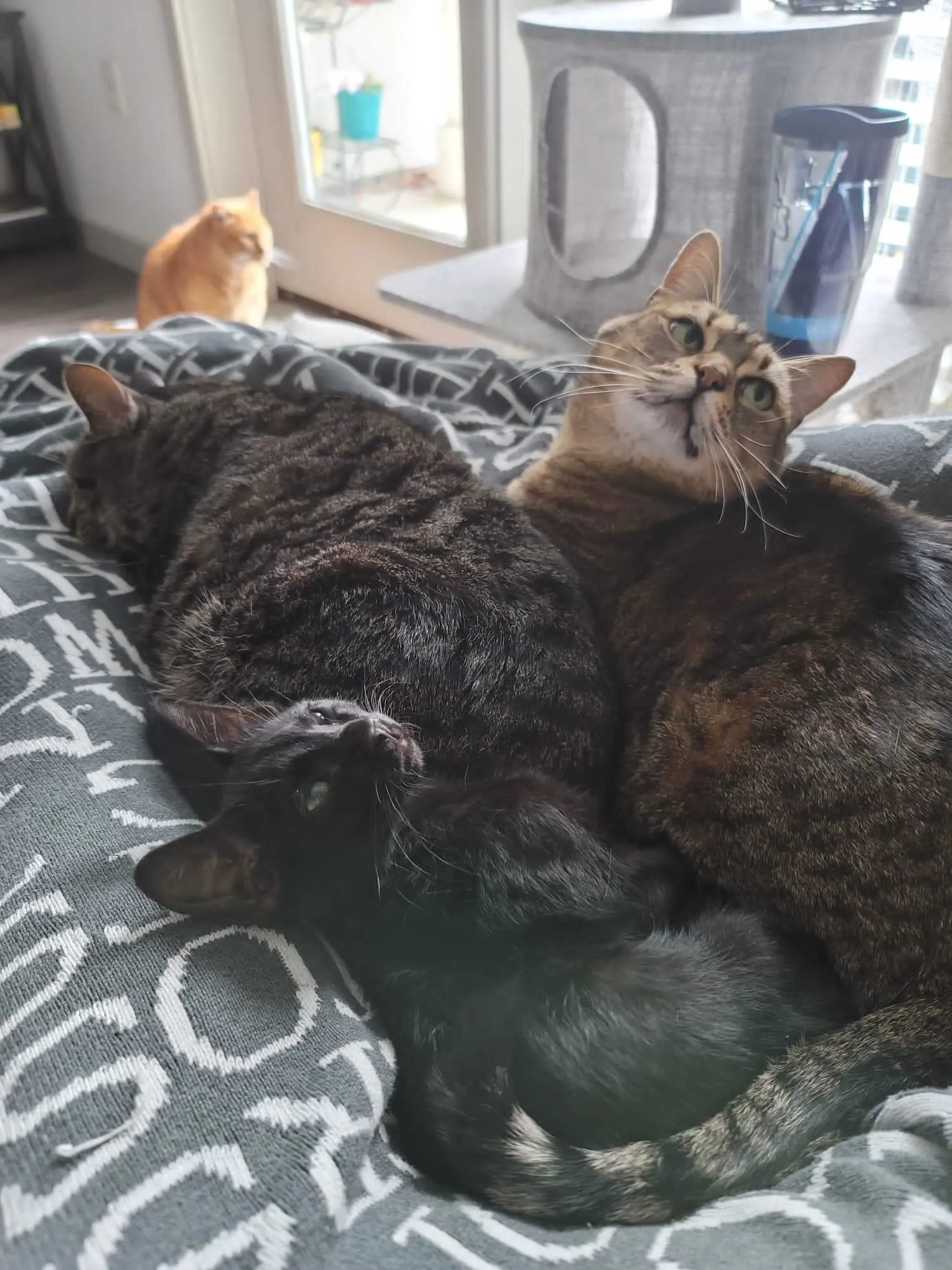 Weekend Warrior: Pet Edition – Say Hello To Our Furry Family
