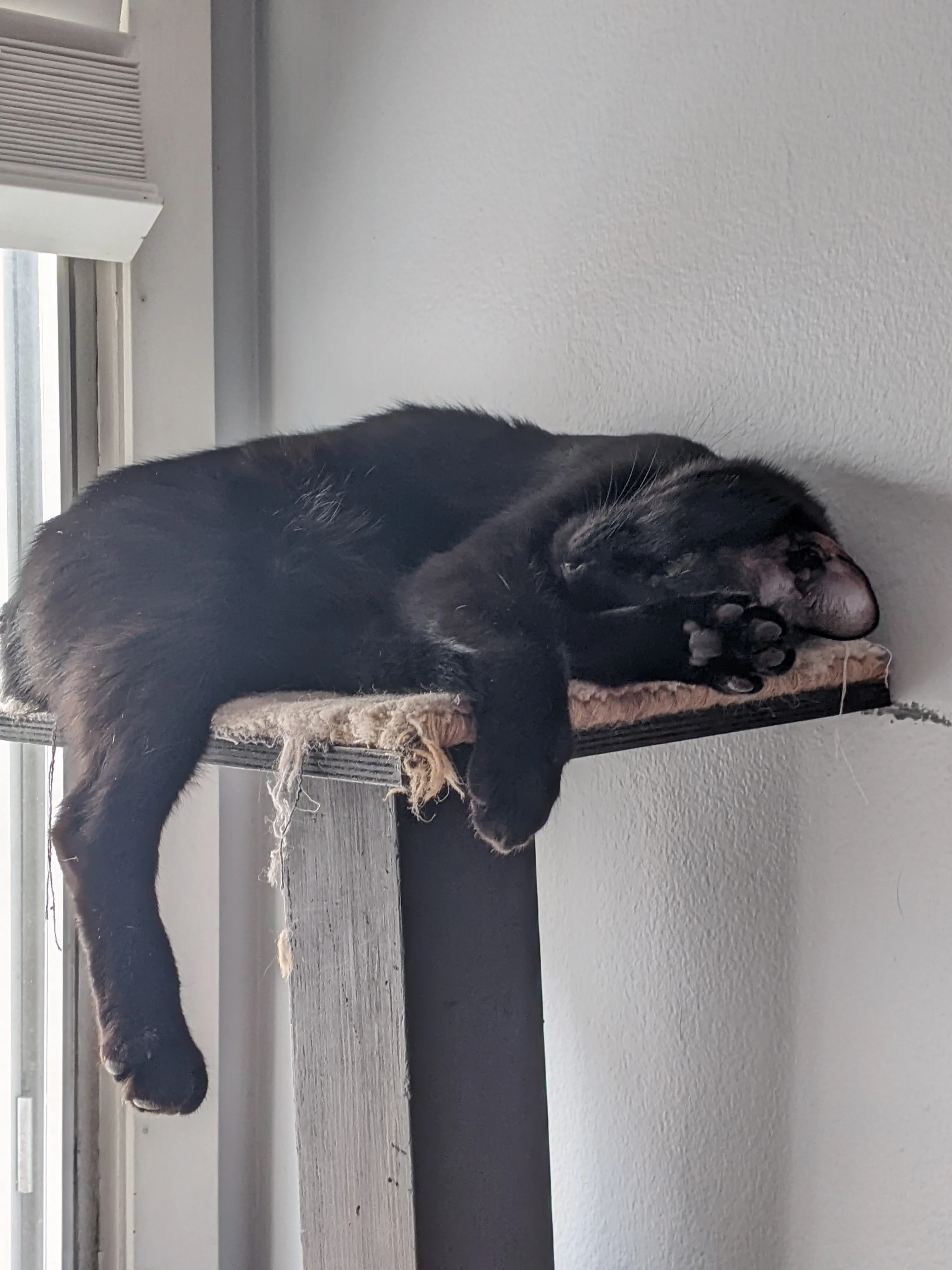 Weekend Warrior: Pet Edition – Say Hello To Our Furry Family