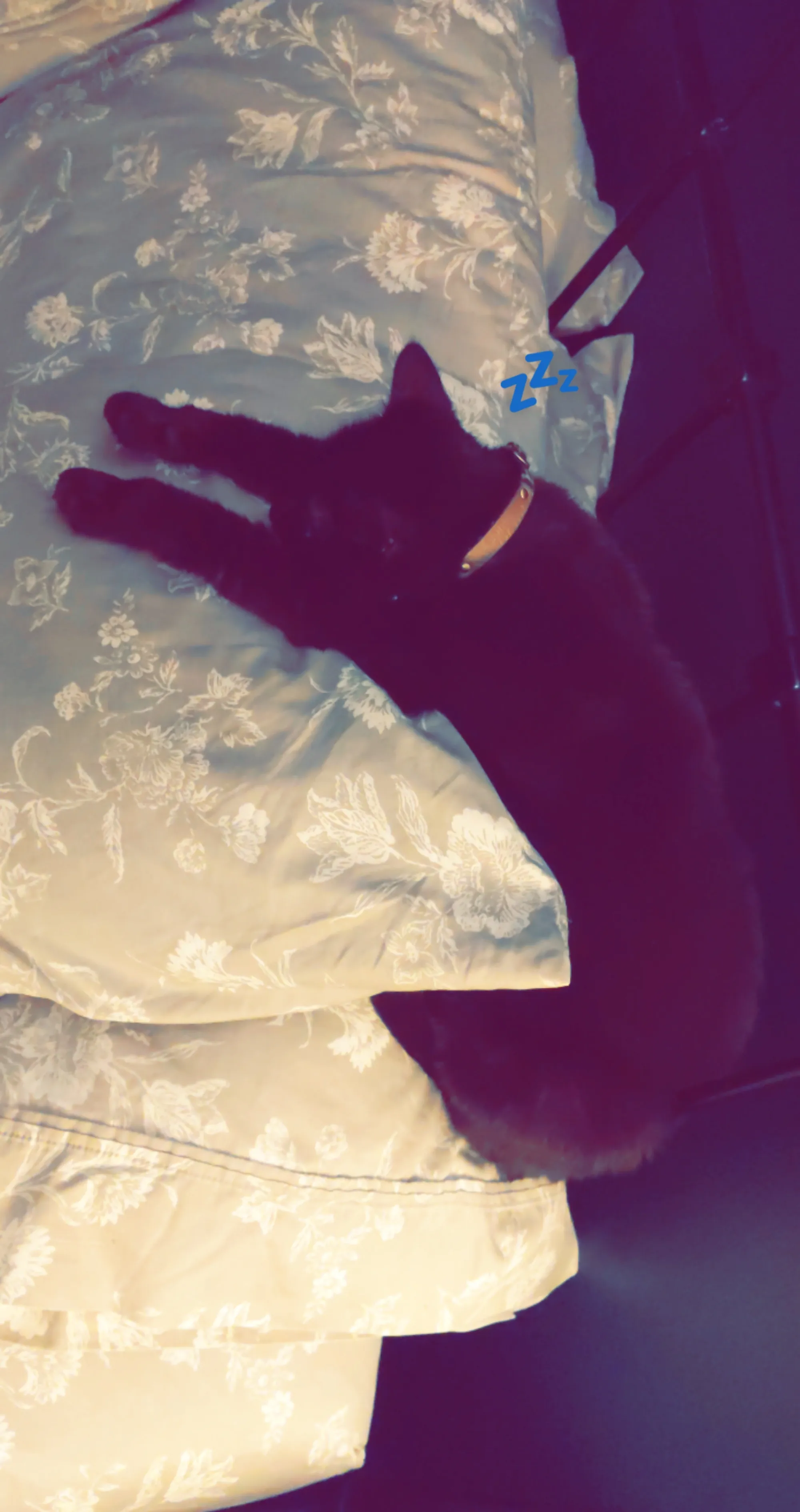 Weekend Warrior: Pet Edition – Say Hello To Our Furry Family