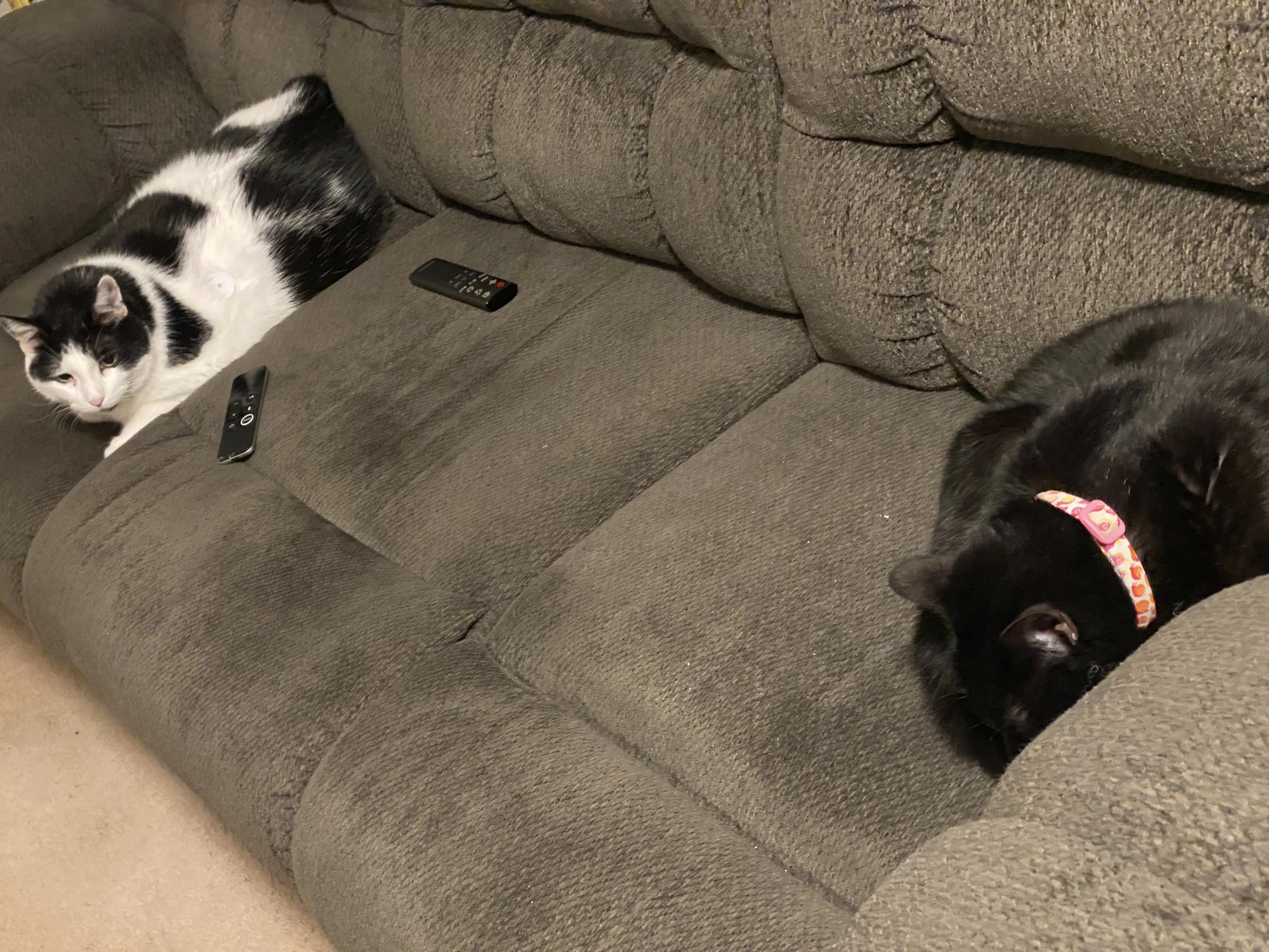 Weekend Warrior: Pet Edition – Say Hello To Our Furry Family