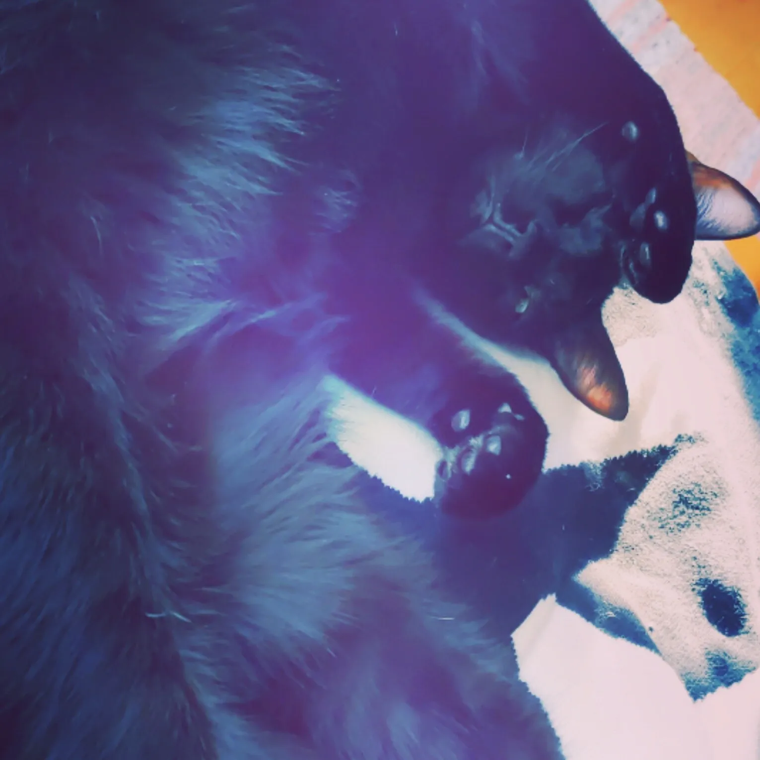 Weekend Warrior: Pet Edition – Say Hello To Our Furry Family