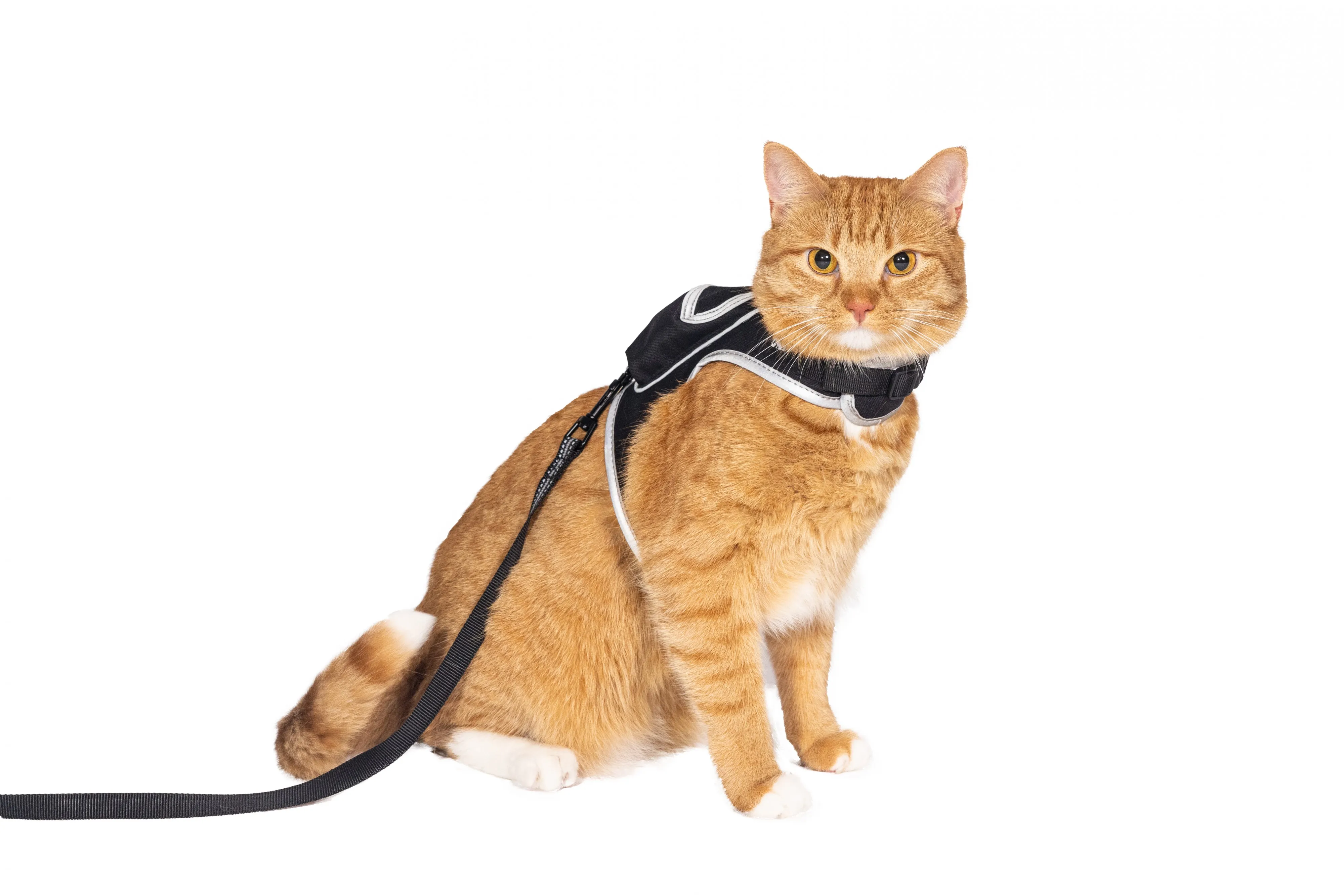 These Stray-Branded Accessories Let You Transport Your Cat With Futuristic Flair 