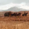 Red Dead Redemption II