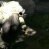 The Last Guardian